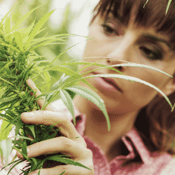 Hemp growing in a commercial grower operation