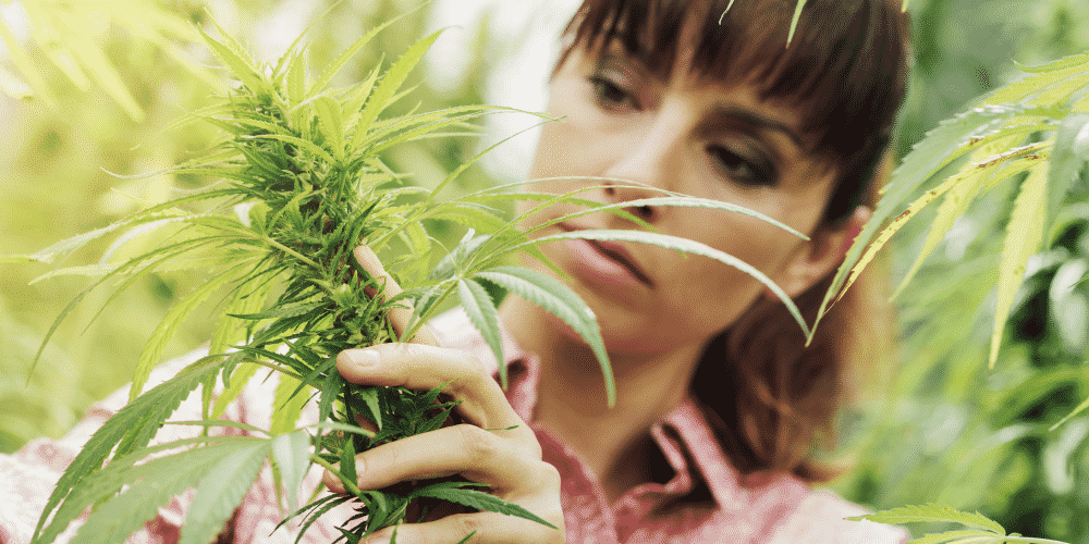 Hemp growing in a commercial grower operation
