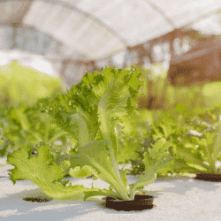 Hydroponic systems & hydroponic equipment are becoming increasingly popular in the greenhouse growing industry