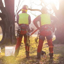 Labor shortages in the tree care industry have led to a number of position gaps in tree care businesses nationwide