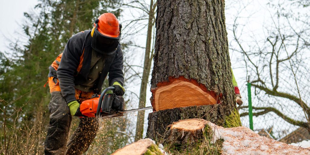 A professional lumberjack cutting down a dangerous tree near a p