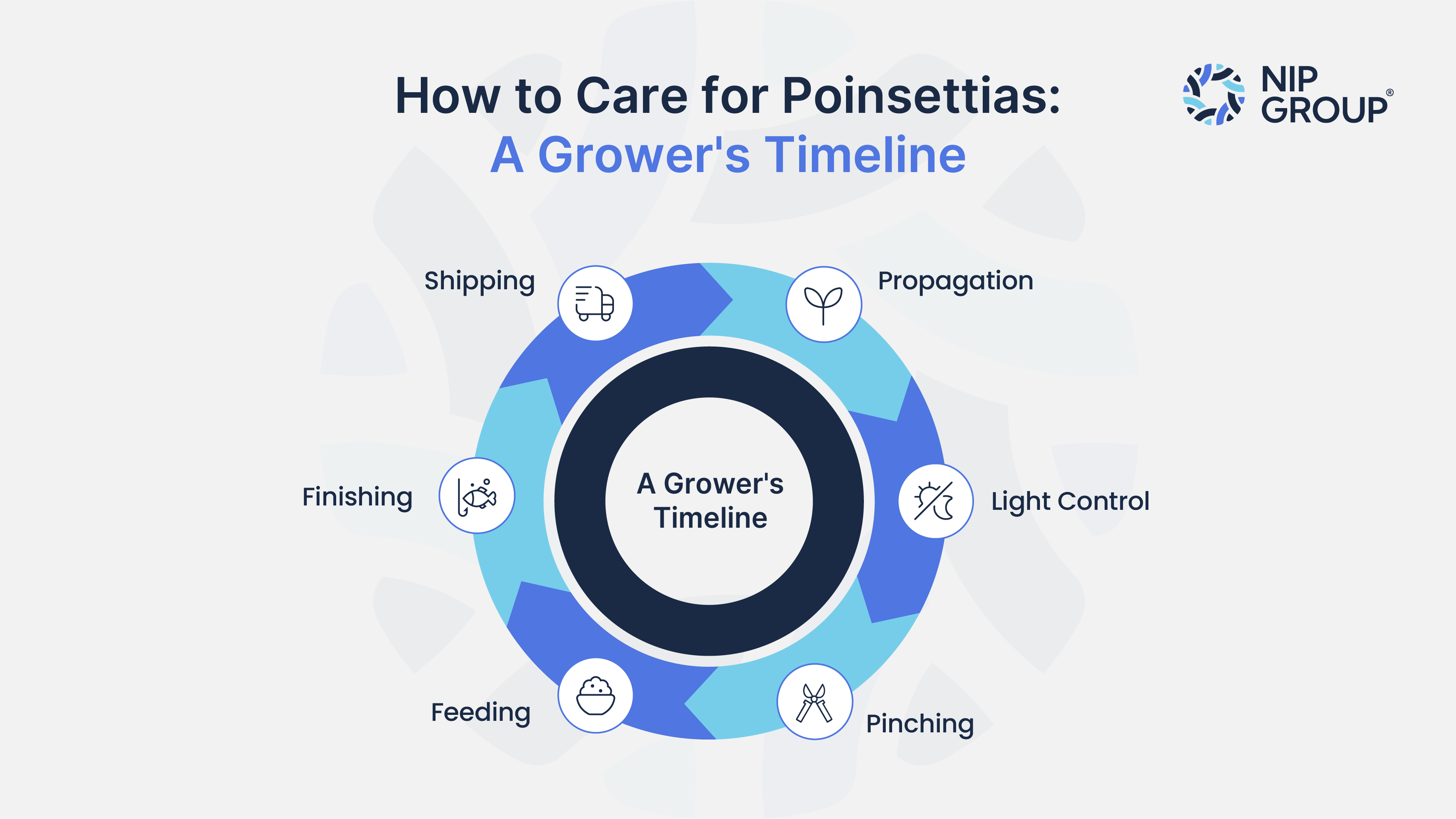 Infographic showing six stages of how to care for poinsettias