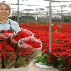 Greenhouse grower with poinsettias