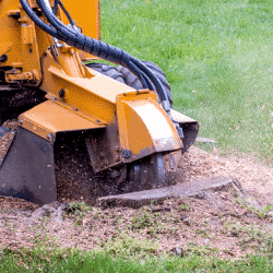 Stump removal should be a necessary service for your tree care business