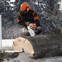 Tree professional cutting tree in cold climate