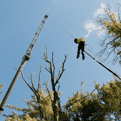 Arborist & tree care professional performing crane safety work