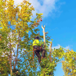 Arborist trimming a tree