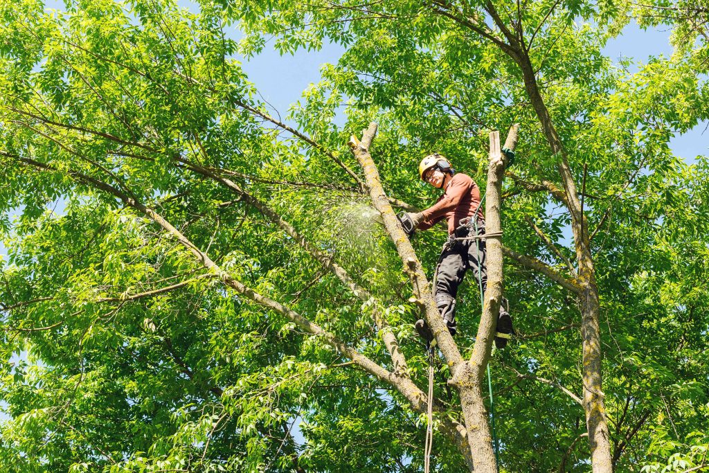 TreePro Image 5