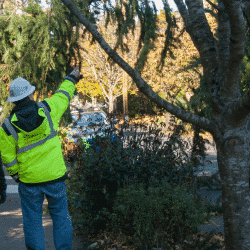 tree-care professionals risk safety assessment