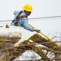 Tree-trimming arborist utility line clearing
