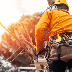 Starting up a tree service business could be difficult. Read more about getting your company off the ground
