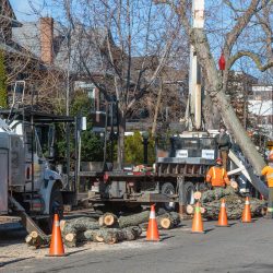 Tree care crew in urban setting