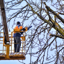 Tree arborist complying with crane safety regulations