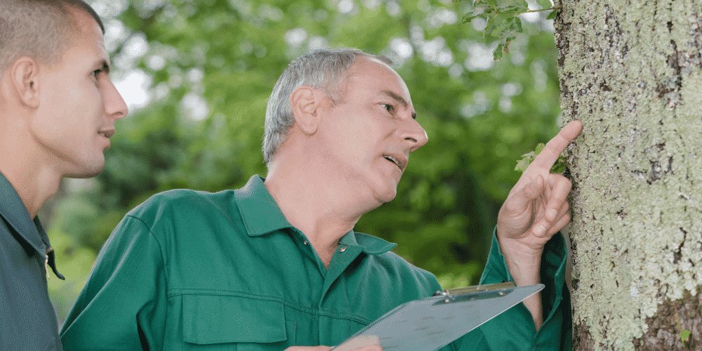 Preventative tree care is crucial to identifying potential issues.