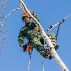Utility arborist fall safety gear