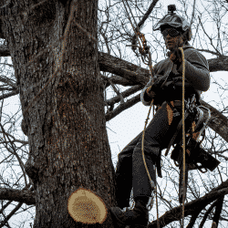 Tree service worker suspended from ropes