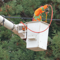 Utility line arborist trimming tree near power line