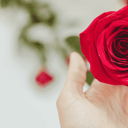 Greenhouse growers should capitalize on Valentine's Day