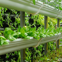 Vertical growing is increasing in popularity throughout the horticulture & floriculture industries