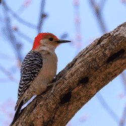 Tree-related wildlife causing damage to tree.