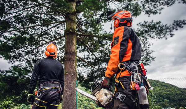 arborists-examining-tree Arborist examining tree from ground