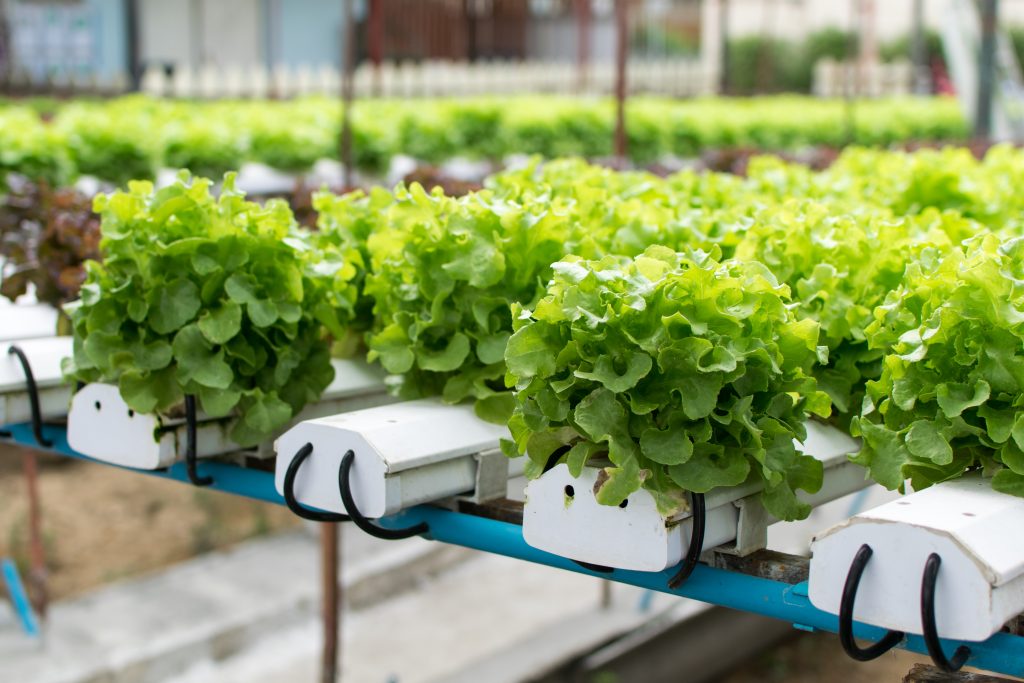 cultivation hydroponics green vegetable in farm