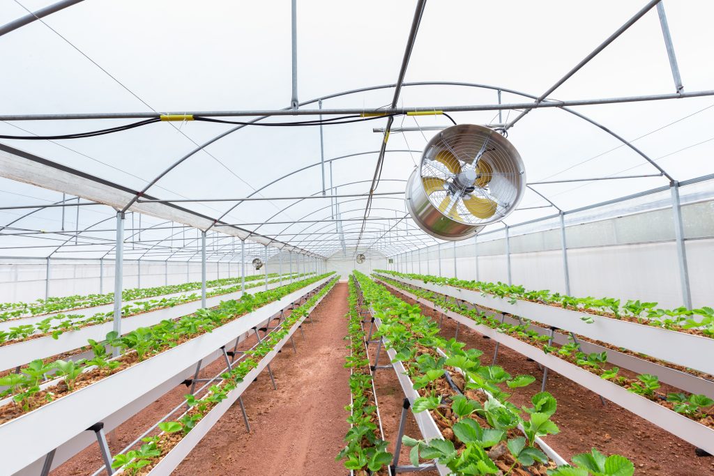 Fan in agricultural strawberry greenhouse in smart farm