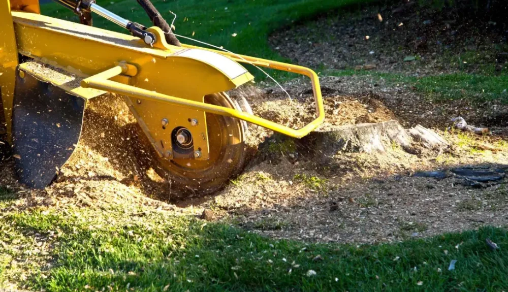Tree stump grinding in progress on a residential lawn