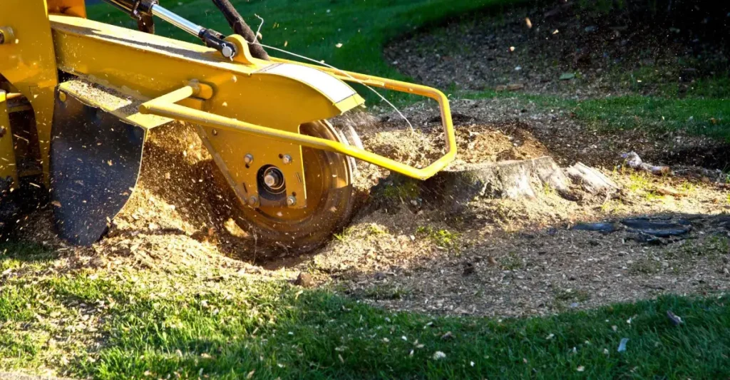 Tree stump grinding in progress on a residential lawn Tree stump grinding in progress on a residential lawn
