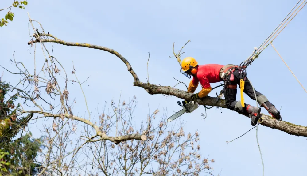 The chainsaw technique for cutting down a tree
