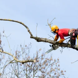 The chainsaw technique for cutting down a tree