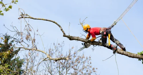 The chainsaw technique for cutting down a tree