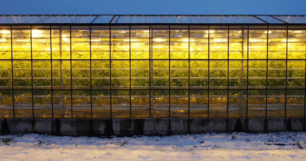 How to keep greenhouse warm in winter after dark