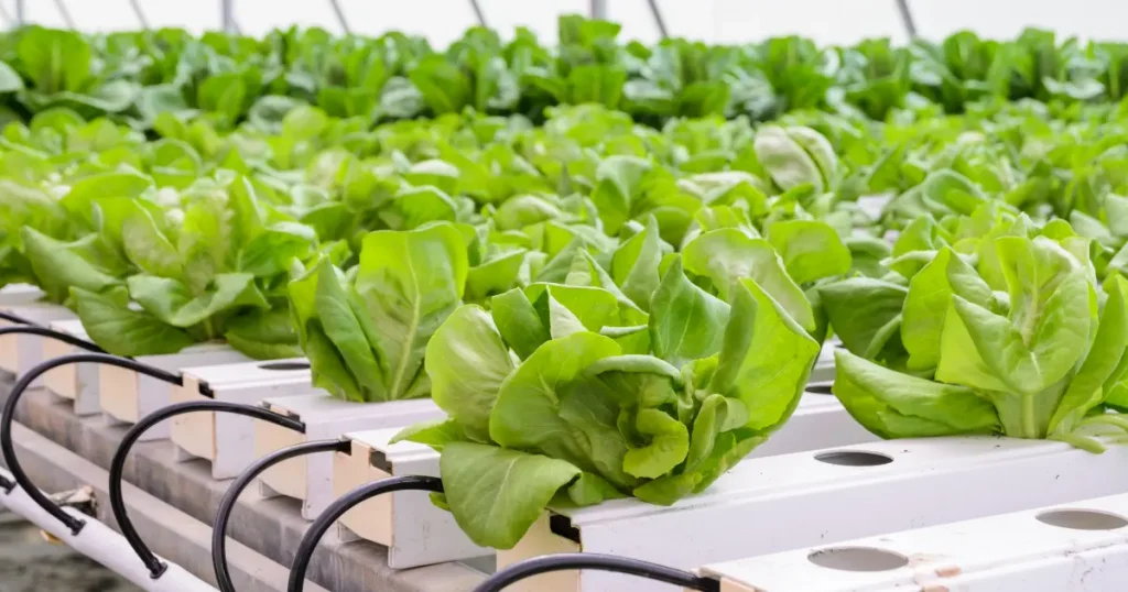Leafy crops like lettuce growing in a hydroponics setting Leafy crops like lettuce growing in a hydroponics setting