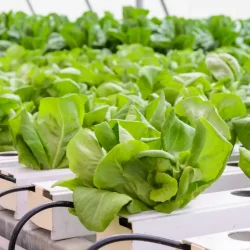 Leafy crops like lettuce growing in a hydroponics setting