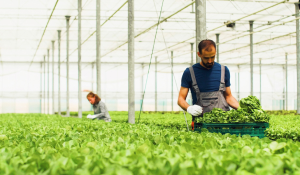 greenhouse-gardener-harvesting Gardener harvesting greens in greenhouse