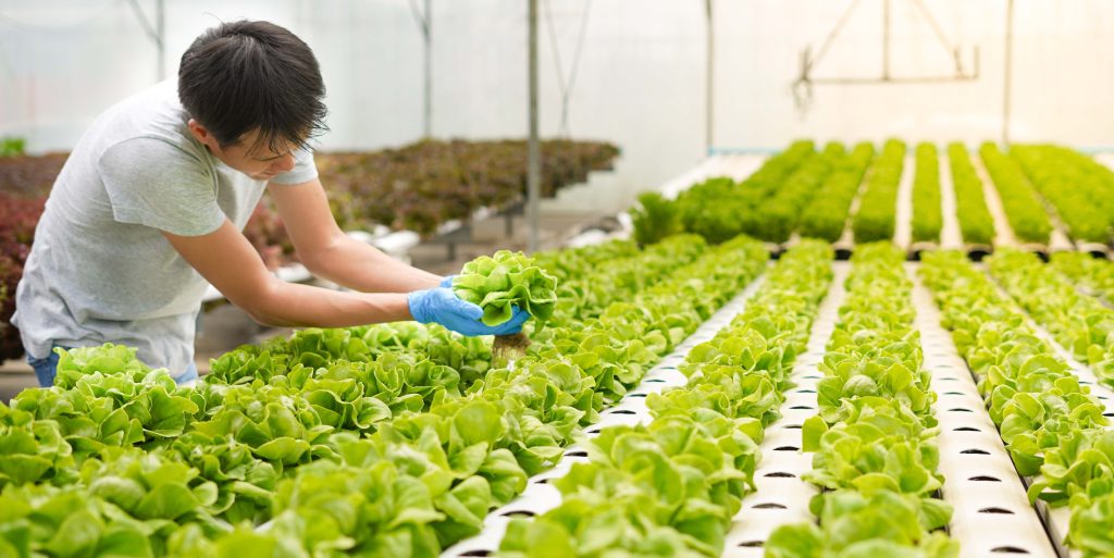 Farmer harvest or inspect farm products quality and fresh vegeta