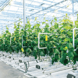 Hydroponic crops growing in clean greenhouse