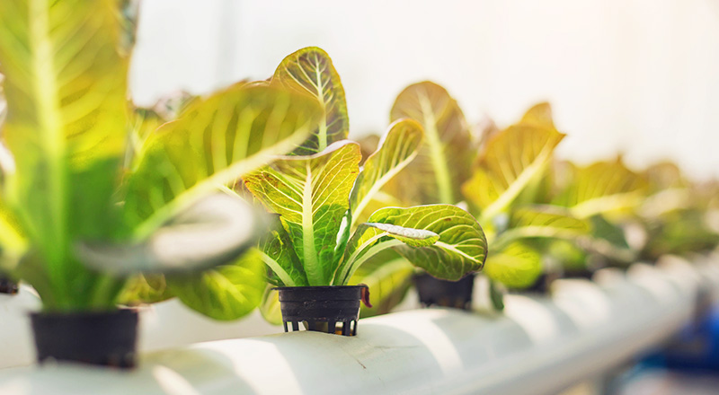 hydroponic-lettuce-plant Hydroponic lettuce growing in greenhouse