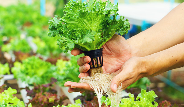 hydroponic-plant-roots2 Hydroponic plant root system