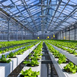Clean hydroponic greenhouse