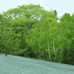 Hydroseeding is a great way of upselling your lawn care services