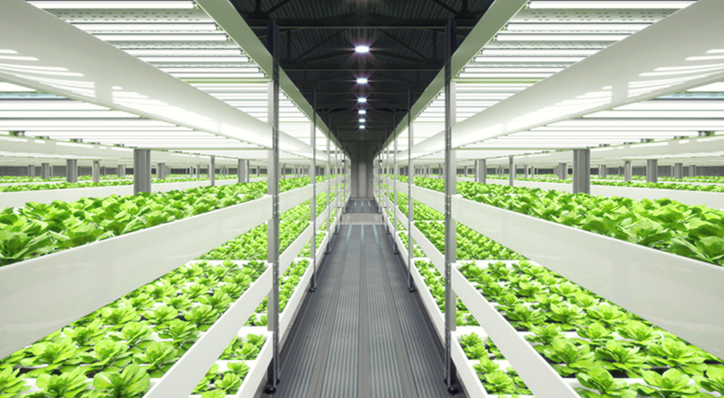 indoor-hydropinic-farm-shelves-800x440 Indoor garden hydroponic growing