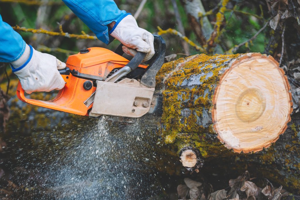 Close up of a lumberjack cutting old wood with a chainsaw.
