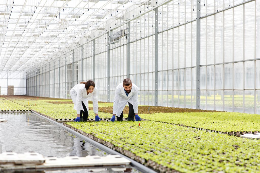 Man and woman in laboratory robes work with green plants in a gr