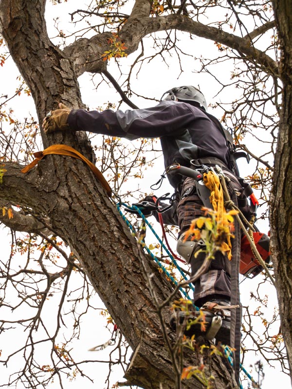 nip-treepro-casestudy-bg