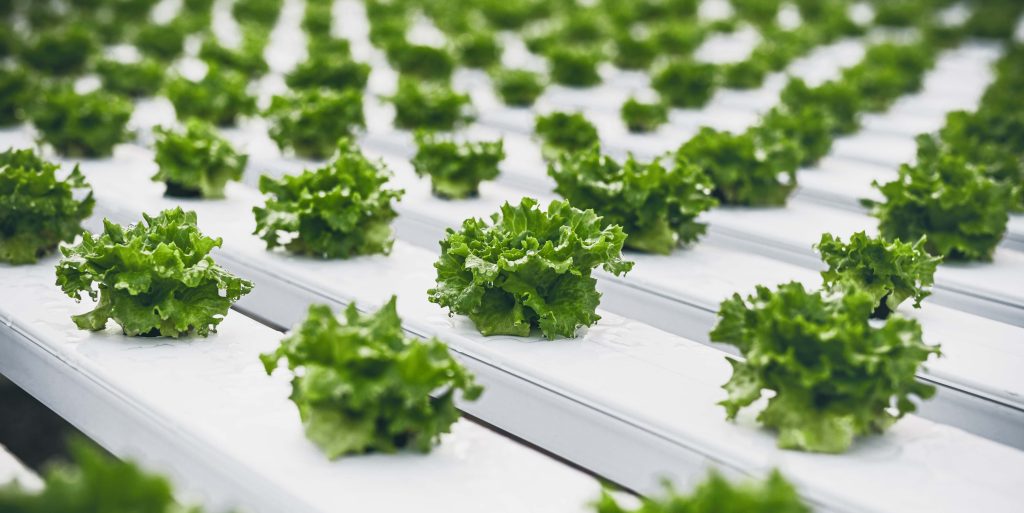 Green lettuce seedlings in greenhouse