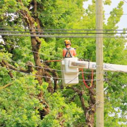 Tree care worker using a bucket truck to prune branches near power lines, wearing safety gear and surrounded by green foliage.