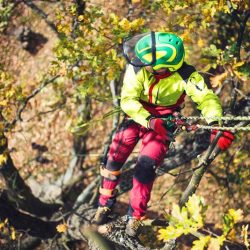 Arborist in protective gear climbing a tree using safety ropes, performing tree care work amid autumn foliage.