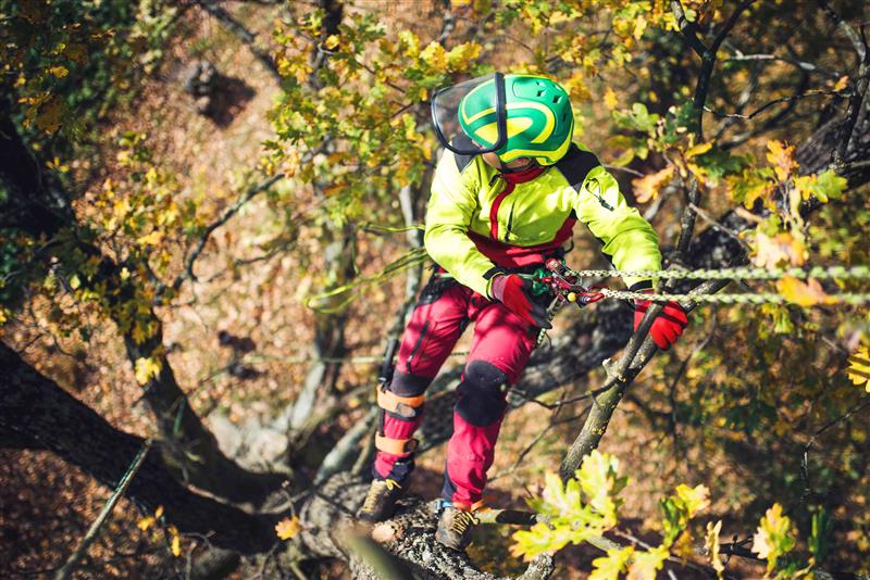 Arborist in protective gear climbing a tree using safety ropes, performing tree care work amid autumn foliage.